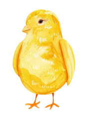 Cute yellow watercolor chicken. Easter symbol. Yellow chicken on an isolated background. Easter. Vector illustration.