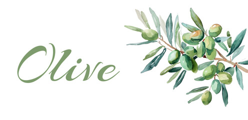 Watercolor olive branch. Olive branch on a transparent background. Banner template. Vector illustration. - obrazy, fototapety, plakaty
