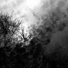 Reflection of wood and grass in the water. Black and white image. Abstraction. Natural elements. - 751620824