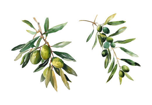 Set of watercolor olive branches. Watercolor olive branch with berries and leaves on a transparent background. Olive branch isolated on white