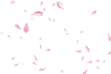 Floating red rose petal isolated on on a transparent background png. Background concept for love greetings on valentines day and mothers day. Space for text  © Daria