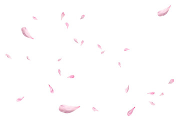 Floating red rose petal isolated on on a transparent background png. Background concept for love greetings on valentines day and mothers day. Space for text  © Daria