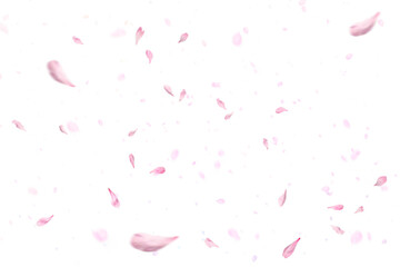 Floating red rose petal isolated on on a transparent background png. Background concept for love greetings on valentines day and mothers day. Space for text  © Daria