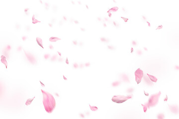 Floating red rose petal isolated on on a transparent background png. Background concept for love greetings on valentines day and mothers day. Space for text  © Daria