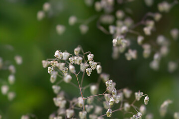 Wild bell plants