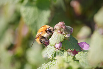 European bee sucking pollen and nectar