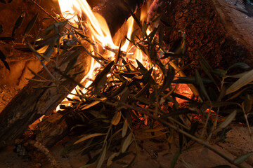 Ramas ardiendo en fuego vivo,  fogata de hojas de olivo - obrazy, fototapety, plakaty