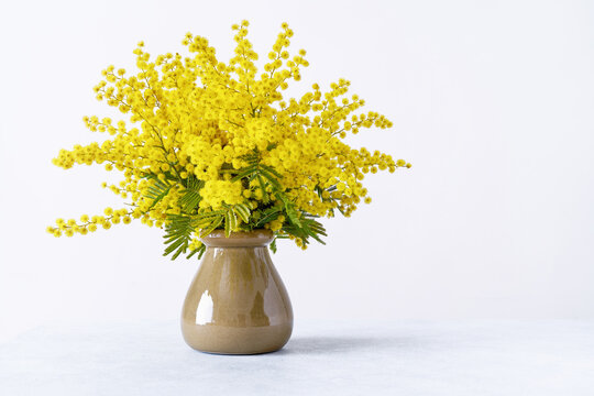 Bouquet of yellow mimosa flowers in ceramic vase