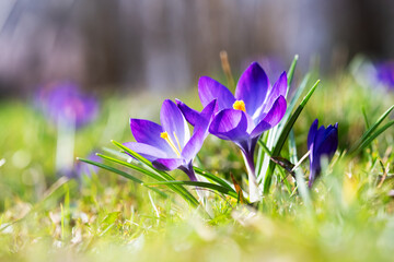 Macro shot of purple spring crocus flowers on green meadow closeup. Nature photography - 751622855