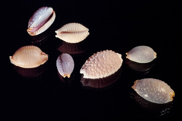 Seashell of Cypraea staphilea on black background close up