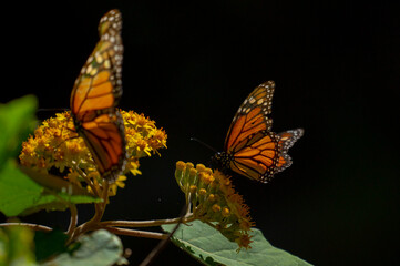 monarch butterfly on flower