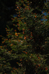 Fototapeta premium monarch butterfly