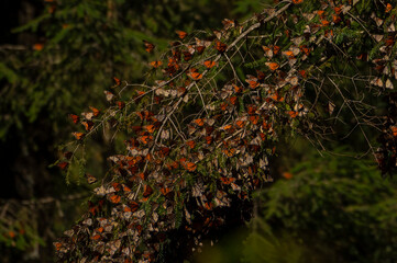 monarch butterfly colony