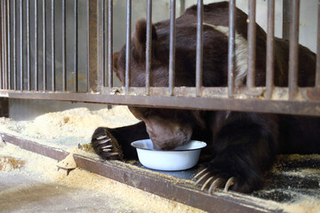 The Himalayan bear with a bowl in a cage with wood sawdust
