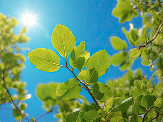 A tree branch with green young leaves against a background of sun rays. Spring came. Ecological problems. Origin of life