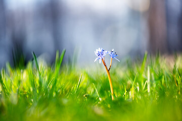 Green meadow with single small blue flower in spring forest. First wildflowers on spring time. Natural background
