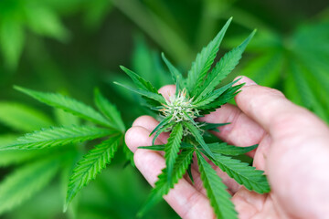Farmer checking leaves of cannabis marijuana close up. Medical marijuana growing concept