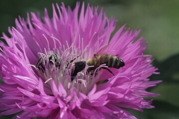 bee on a flower