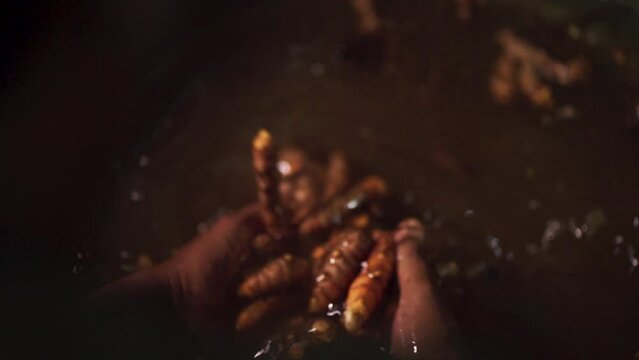 Farmers are cleaning turmeric that has been harvested by hand