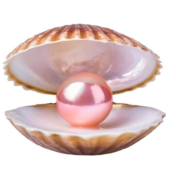 Pink pearl nestled within an open clam shell on a transparent background 