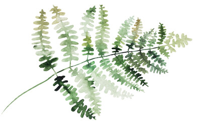 Watercolor fern twig with green leaves isolated illustration, botanical wedding element
