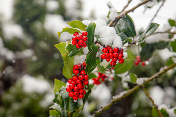 red holly berries in the snow