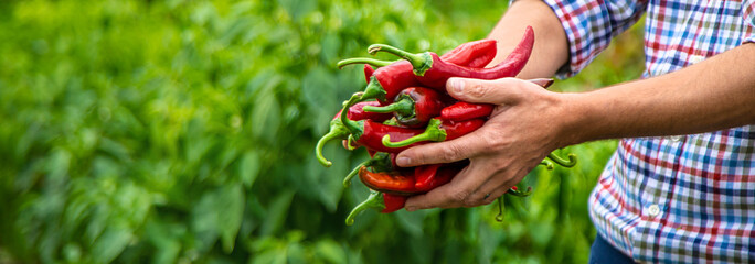 Farmer harvesting chili peppers in garden. Selective focus. - obrazy, fototapety, plakaty