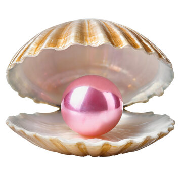 Pink pearl nestled within an open clam shell on a transparent background 