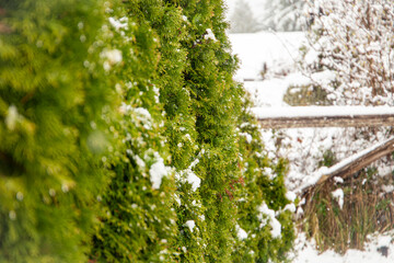hedge of trees and fence in the snow