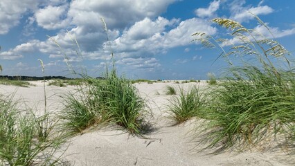 Obraz premium White sandy beach with Sand Dunes and sea oats by the ocean at summer vacation destination for families at Pawleys Island, South Carolina low country lifestyle with blue sky and white puffy clouds 