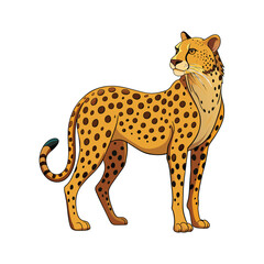 Cheetah illustration on White Background