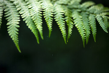 Closeup shot of a green fern leaves in summer rainforest. Floral texture. Macro photography. Nature concept background