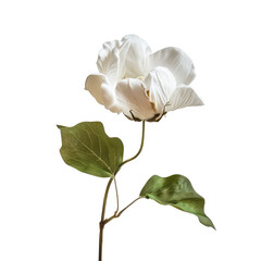 Cotton flower closeup isolated on transparent background	