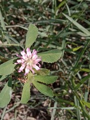 Flower of the trifolium resupinatum l or flower of the Persian clover in the garden