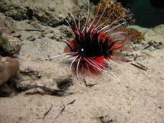 Lion Fish in the Red Sea in clear blue water hunting for food .