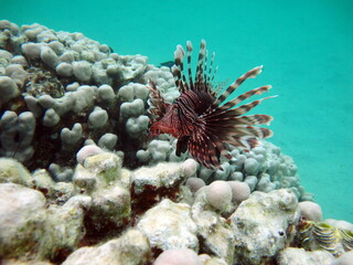 Lion Fish in the Red Sea in clear blue water hunting for food .