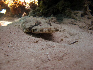 
Crocodile fish, fish bone type fish Osteichthyes Flathead (Platycephalidae). 
