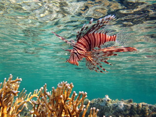 Lion Fish in the Red Sea in clear blue water hunting for food .