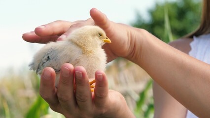 Female hands holding cute little yellow chick baby chicken outdoor summer park closeup. Adorable...