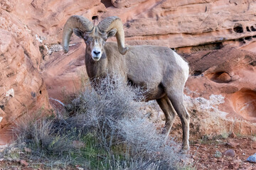 Desert Bighorn Sheep Ram
Valley of Fire State Park
Nevada