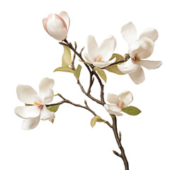 Beautiful magnolia flower branch isolated on transparent or white background