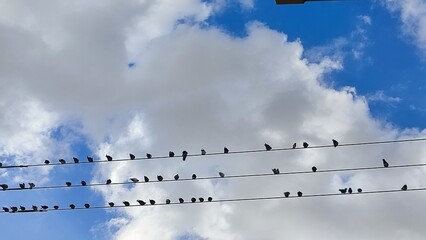 flock of birds