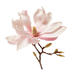 Beautiful magnolia flower isolated on transparent or white background