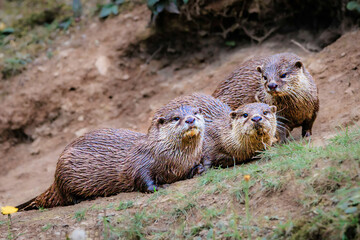 Obraz premium Otter family