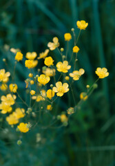 floral spring Summer nature background. blossoming yellow flowers of buttercup close up. Buttercup is caustic (Ranunculus acris), perennial herbaceous plant with golden flowers.