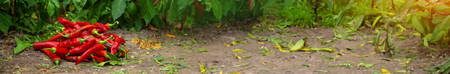 Chili pepper harvest in the garden. Selective focus.
