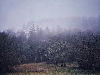 misty morning in the forest