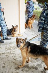 Three policemen in camouflage with hepherds outdoor at police department