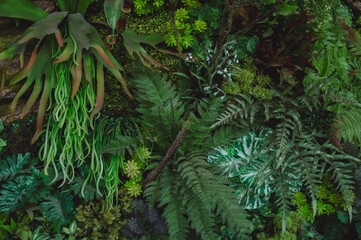 abstract green leaf texture, tropical leaf foliage nature dark green background