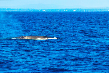 Fototapeta premium Blue whale at the surface of the sea Mirissa Beach Sri Lanka.